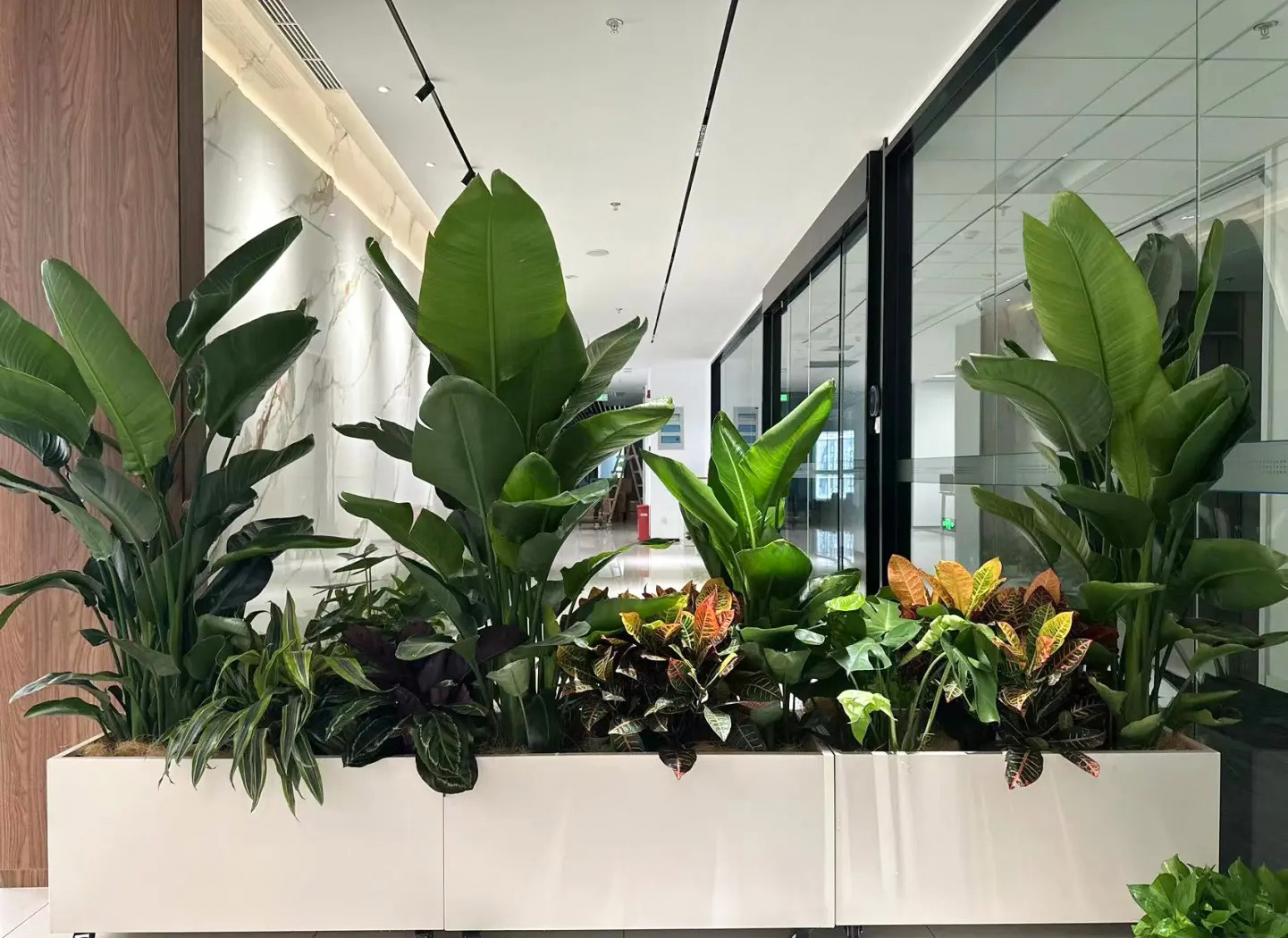 佛山瑞浦兰钧办公绿植租摆