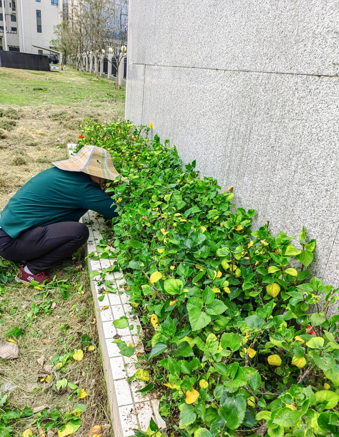 园林绿化中有哪些注意事项