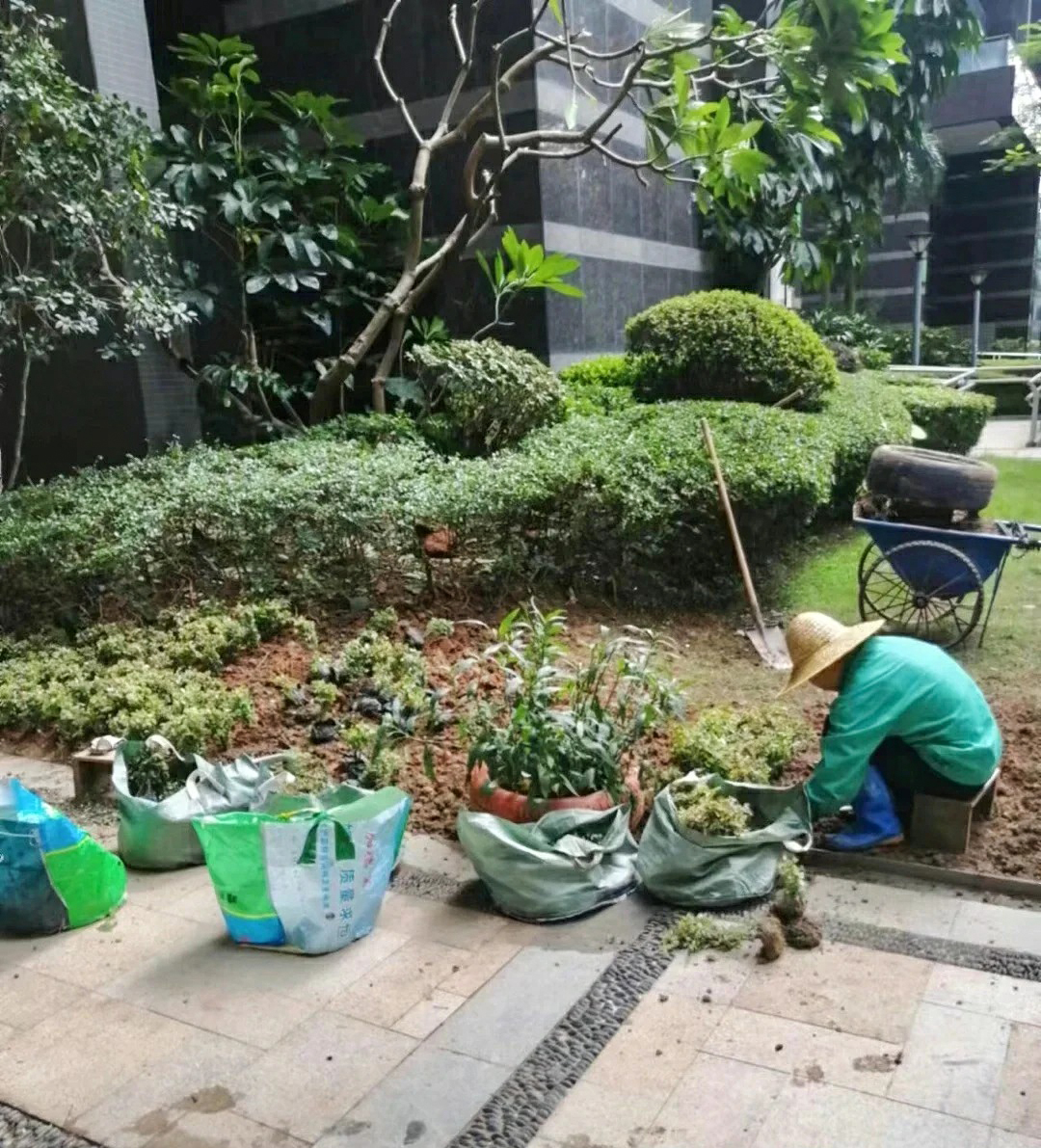 绿化养护